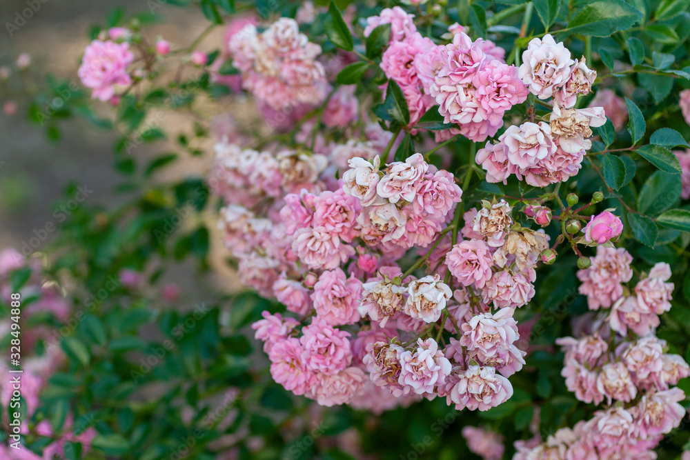 Closeup shot of a Jasmina (Climbing Rose) bush Closeup shot of a Jasmina (Climbing Rose) bush