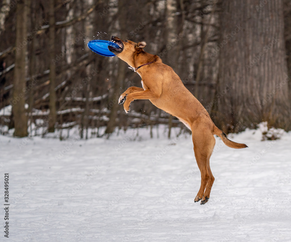 Dog plays with a disc in the snow