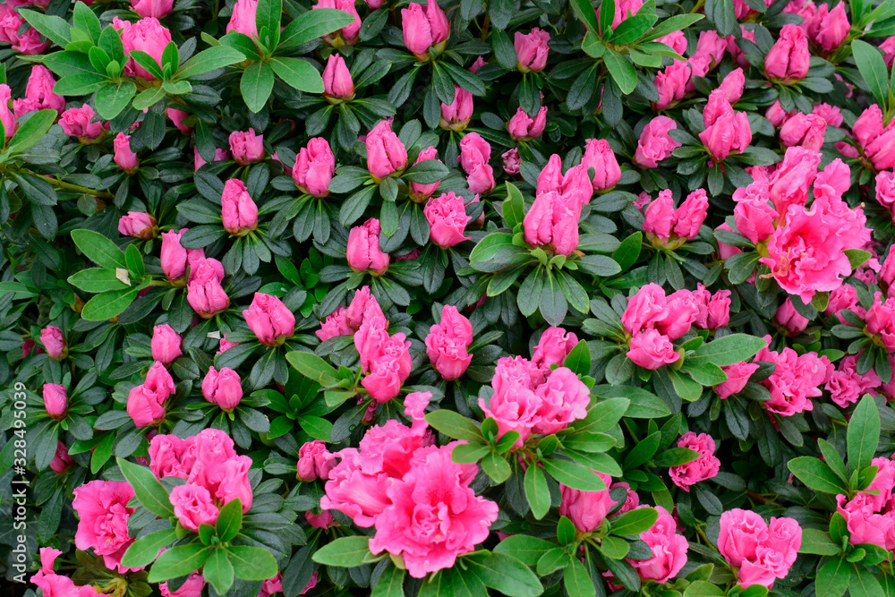 Beautiful Rhododendrons blossom spring flower with green leaves under sunlight and nature background in sunshine day, good weather at spring or summer season.