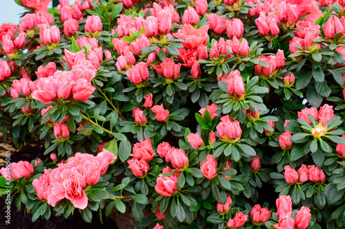 Beautiful Rhododendrons blossom spring flower with green leaves under sunlight and nature background in sunshine day  good weather at spring or summer season.