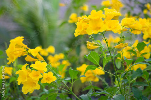 Blossoms of Yellow Trumpetbush, Tecoma stans.
