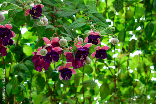 Beautiful pink and purple fuchsia magellanica blossom or hummingbird fuchsia flower under sunlight with nature background, chlorophyll with sunshine in good weather at spring or summer season. photo