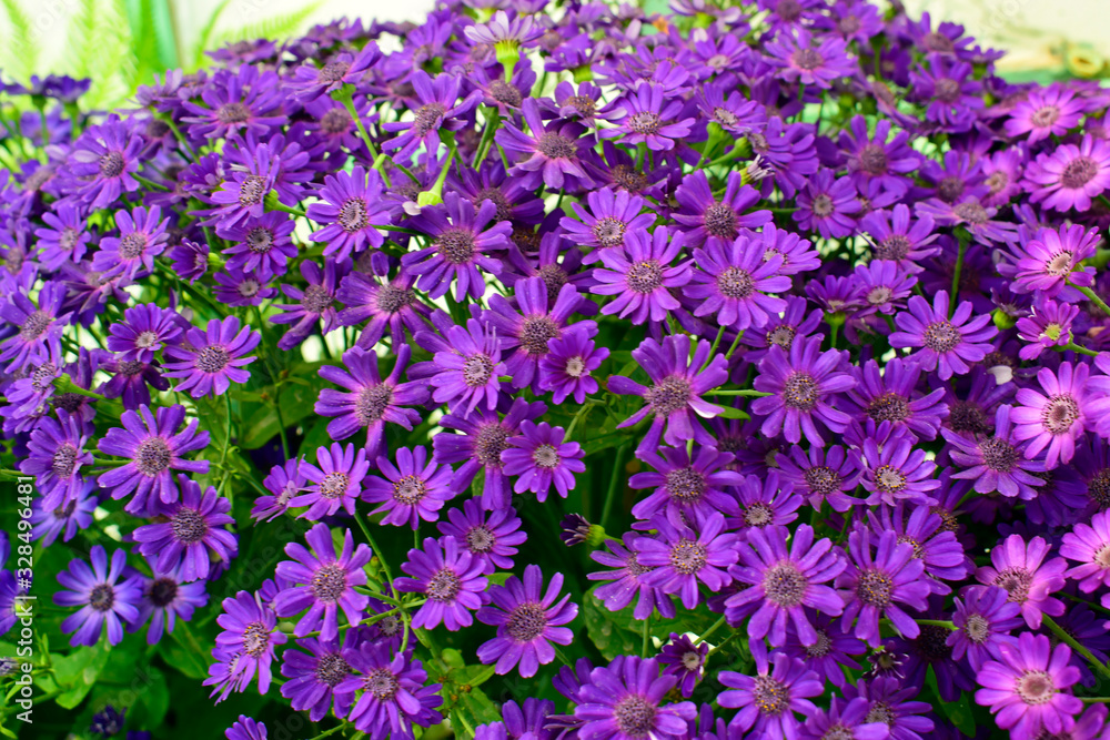Fototapeta premium Beautiful of spring Cineraria stellata Maritima flowers (Senecio stellata) with green leaves under sunlight in the garden at spring or summer season.