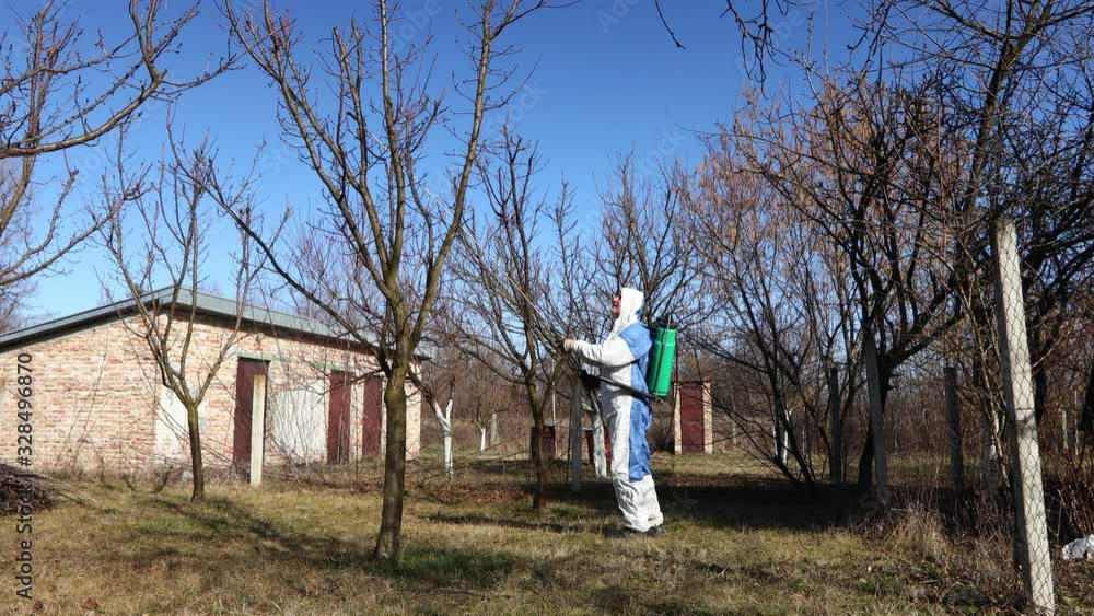 Farmer in protective clothing sprays fruit trees in orchard using long sprayer to protect them with chemicals from fungal disease or vermin at early springtime. Farmer in protective clothing sprays fruit trees in orchard using long sprayer to protect them with chemicals from fungal disease or vermin at early springtime.