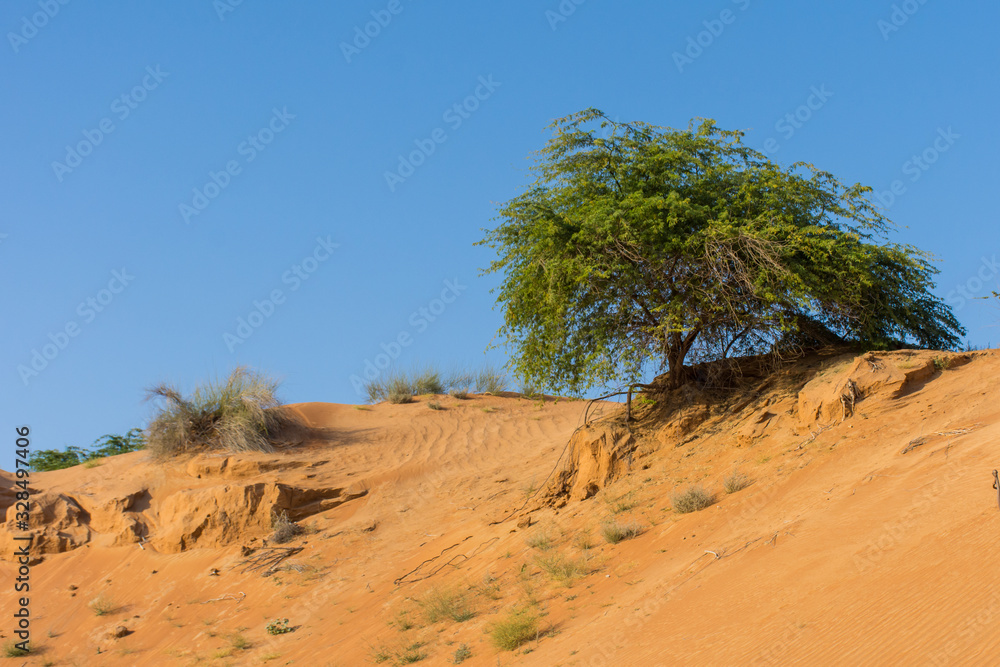 A green desert tree sits among dry sticks in the patterned and textured orange sand with a blue sky background in the United Arab Emirates. A green desert tree sits among dry sticks in the patterned and textured orange sand with a blue sky background in the United Arab Emirates.