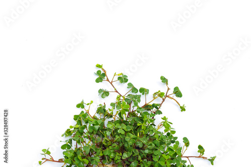 green clover isolated on white