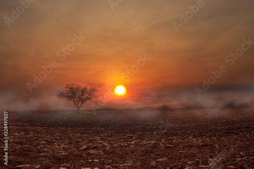 Atmospheric scene from one tree in an earthen field whit the sunset and the fog
