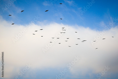 flight of a flock of birds against the blue sky and clouds