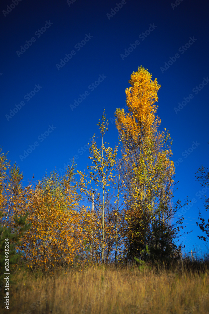 beautiful autumn colorful trees in the field beautiful autumn colorful trees in the field