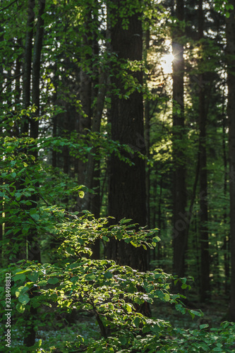 Nice detail of the Black Forest  Germany. Schwarzwald. Sun rays illuminating the forest.