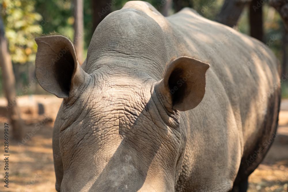 Obraz premium Rhinoceros