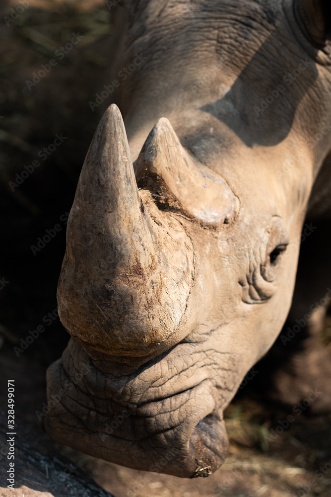 Fototapeta premium Rhinoceros