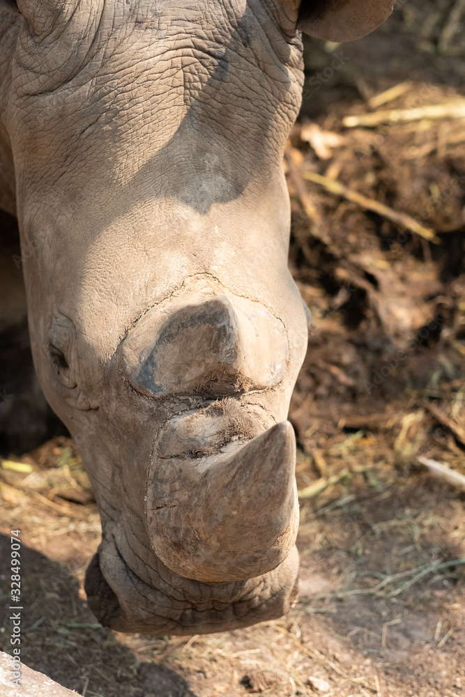 Fototapeta premium Rhinoceros