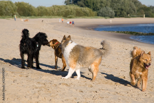 Hunderudel trifft sich am Strand zum Spielen
