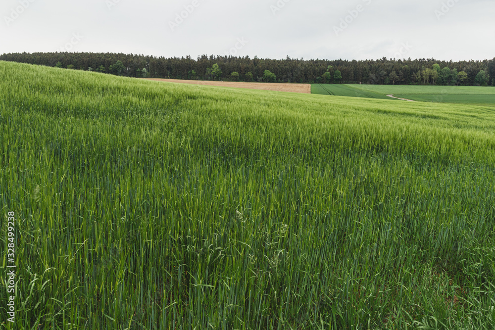 Obraz premium Nice landscape of the Rheinland-Pfalz area in Germany. Green meadows and plains.