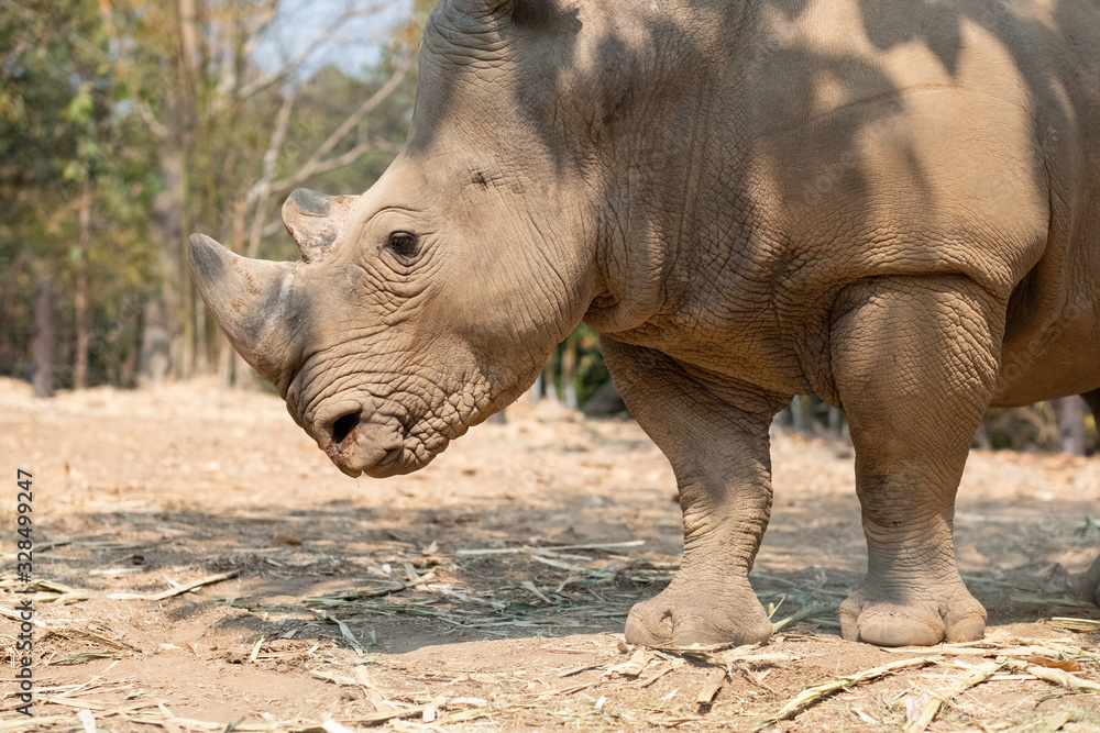 Obraz premium Rhinoceros