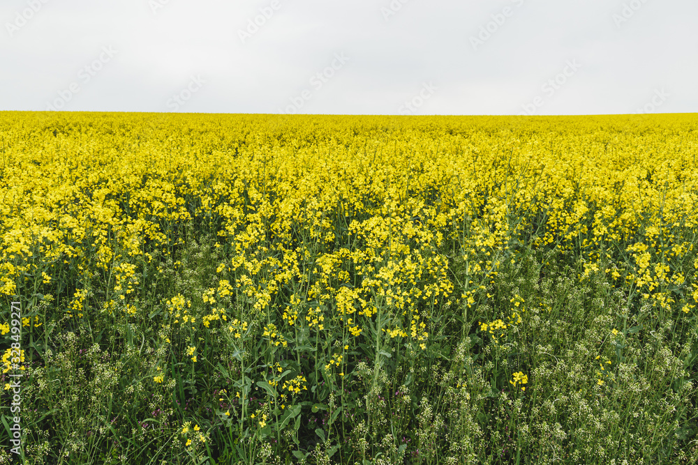 Obraz premium Nice landscape of the Rheinland-Pfalz area in Germany. Yellow meadows and plains.