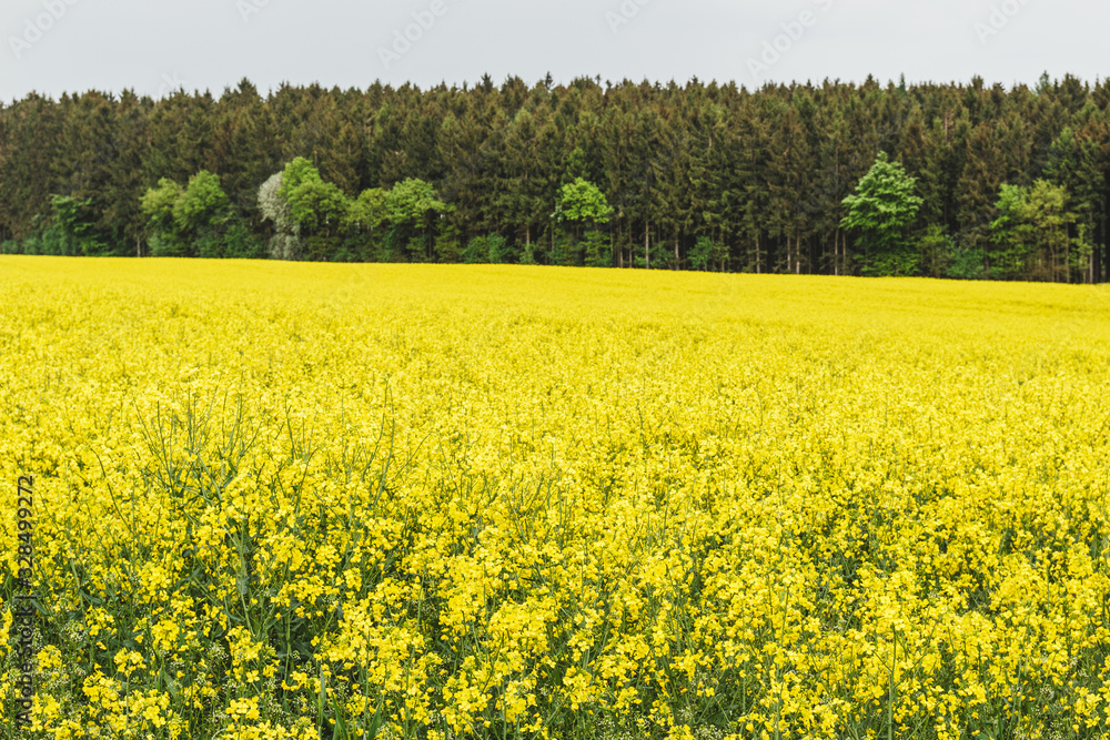 Nice landscape of the Rheinland-Pfalz area in Germany. Yellow meadows and plains.
