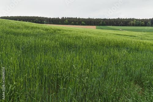 Nice landscape of the Rheinland-Pfalz area in Germany. Green meadows and plains.