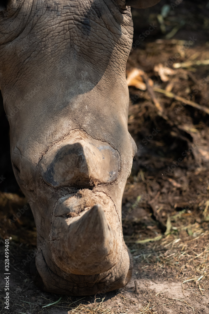 Obraz premium Rhinoceros