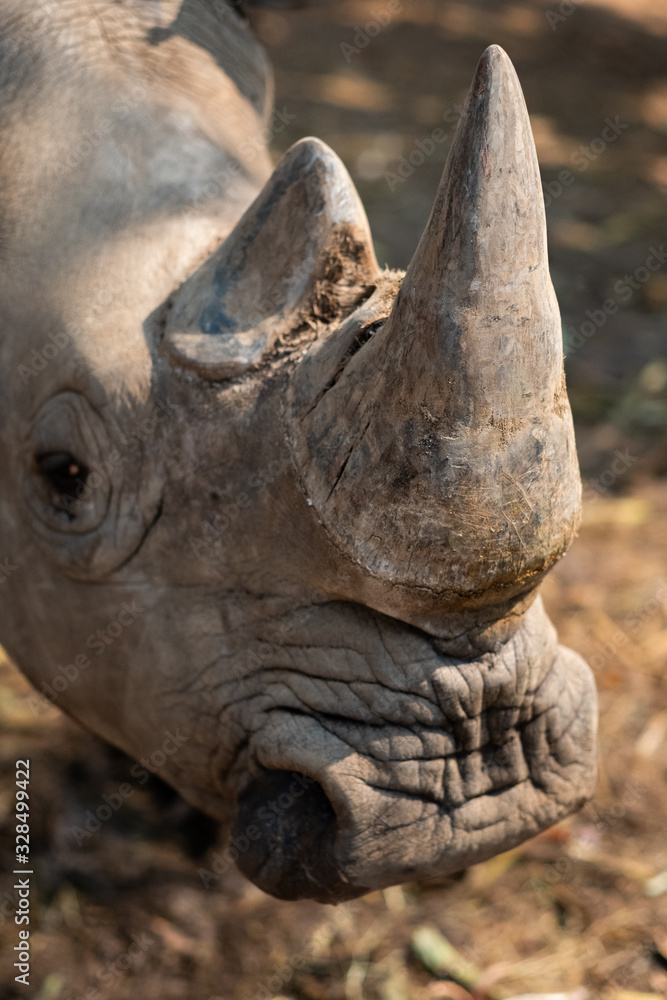 Fototapeta premium Rhinoceros