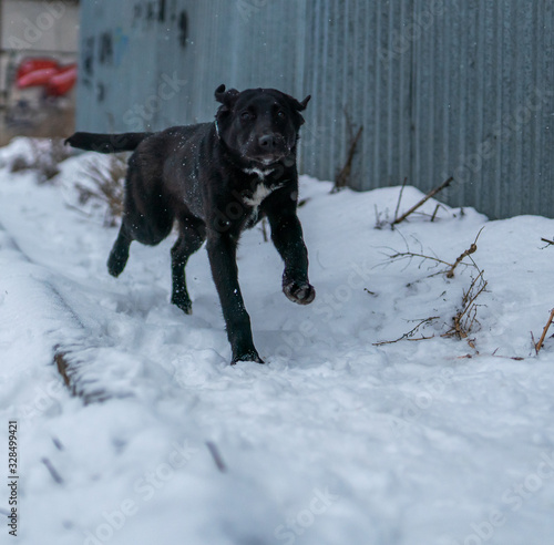 Alabai puppy in the snow