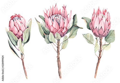 Obraz na płótnie Hand-drawn watercolor protea