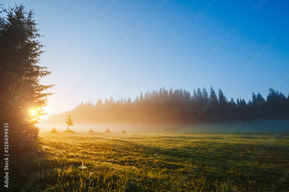 Fantastic misty pasture in the sunlight. Locations place Durmitor National park, Montenegro.