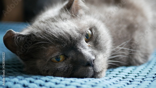 Close Up of Grey cat  sleeping in blue planket photo