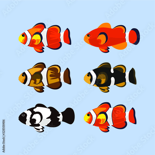 clown fish variety