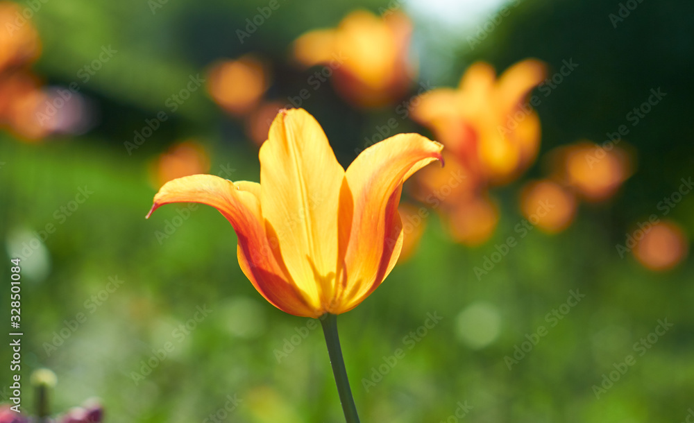 Beautiful flower tulips blooming on background of blurry red tulips flower. Beautiful flower tulips blooming on background of blurry red tulips flower.