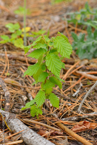 Junge Buche im Wald in Sachsen photo