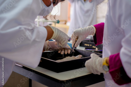 Malaysia - March 2, 2020: Surgeon perform vascular anastomosis on the rat lab. Students  tdo a practical session at university in Malaysia in laboratory rat. 