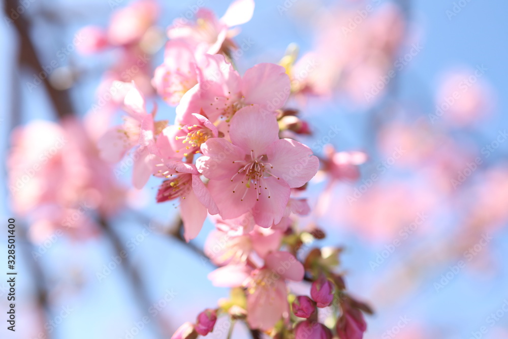 Fototapeta premium サクラ