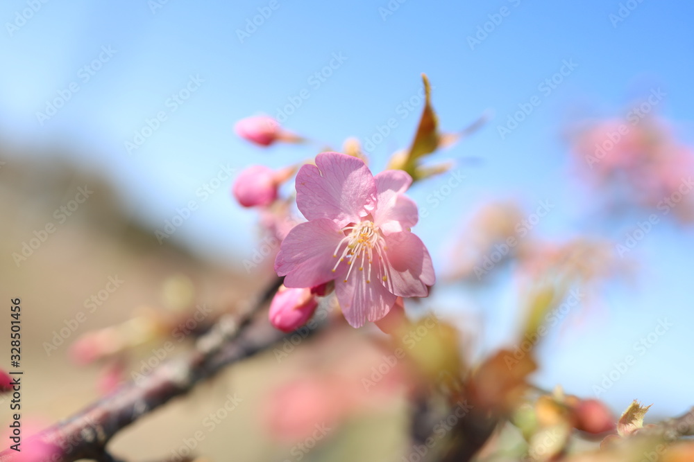 Obraz premium サクラ