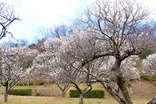 梅の花　梅林　春　風景　栃木県　佐野梅林公園