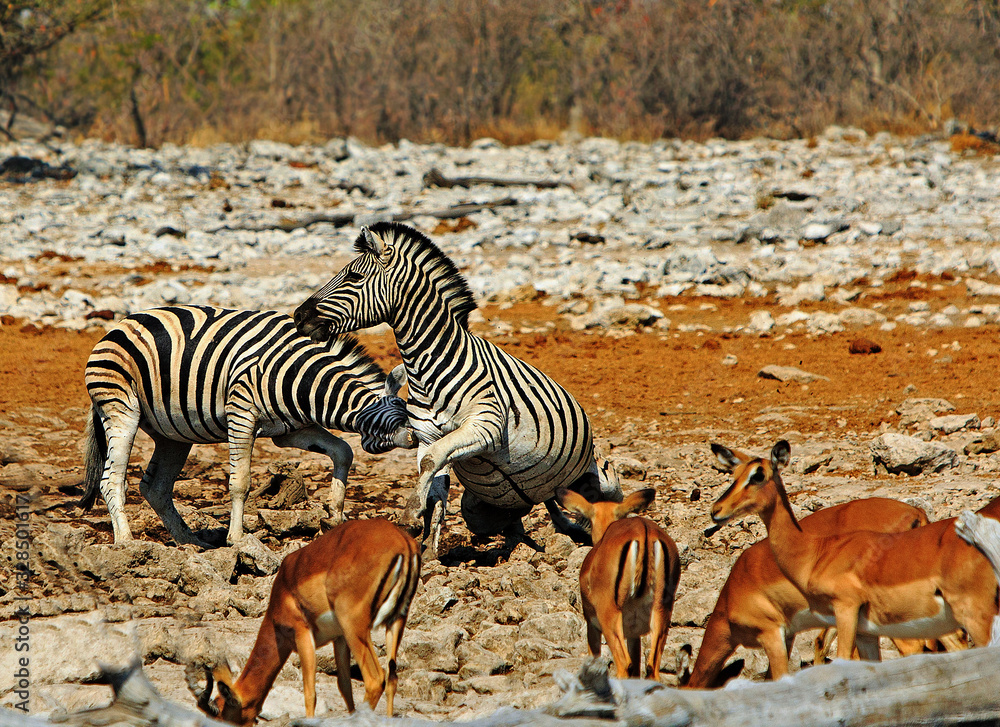 Naklejka premium Two Burchelll Zebra fighting on the dry rocky African savannah with a small herd of out of focus springbok in the foreground. Etosha National Park, Namibia