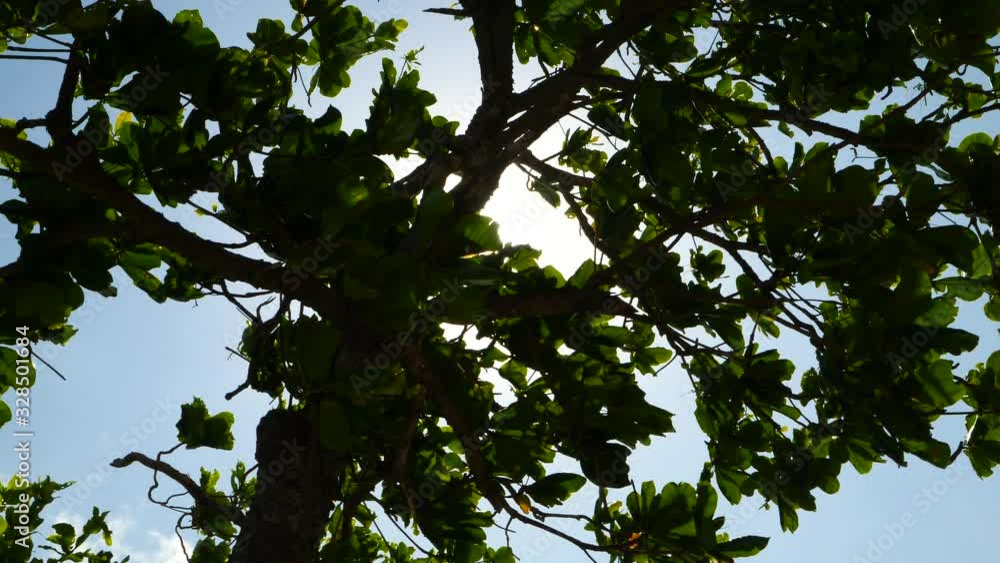 Sun rays or sunstar through tree branch and leaves during summer Sun rays or sunstar through tree branch and leaves during summer