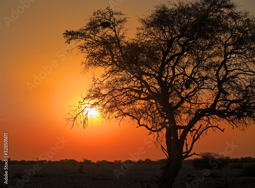 African Sunset with the suns rays shining through the branches of a large tree.  Okaujeujo Campsite  Etosha National Park  Namibia