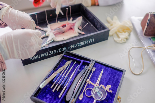 Malaysia - March 2, 2020: Surgeon perform vascular anastomosis on the rat lab. Students  tdo a practical session at university in Malaysia in laboratory rat.  photo