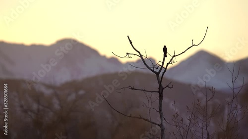 Red winged black bird perching on tree branch during sunset against a background of the Rocky Mountains