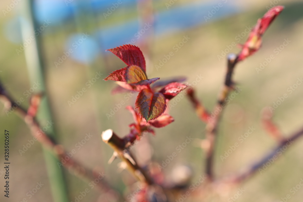 Fototapeta premium 植物
