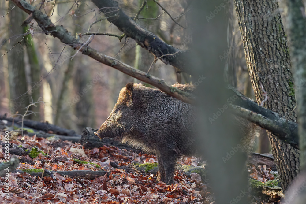 Alert wild boar, sus scrofa, standing fierceful on a forest in autumntime. Alert wild boar, sus scrofa, standing fierceful on a forest in autumntime.