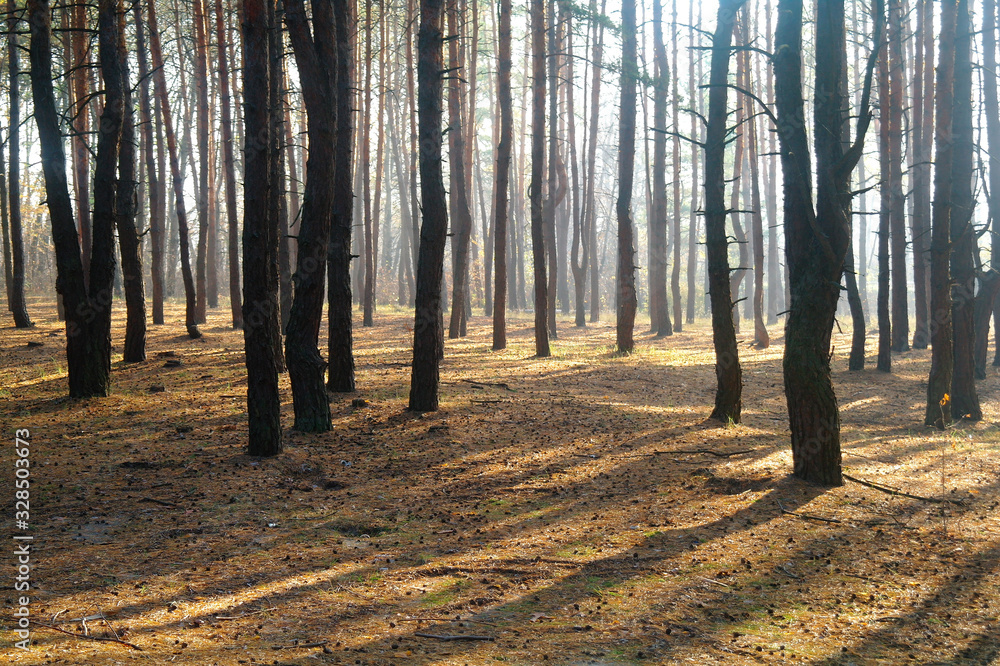 autumn forest with misty morning