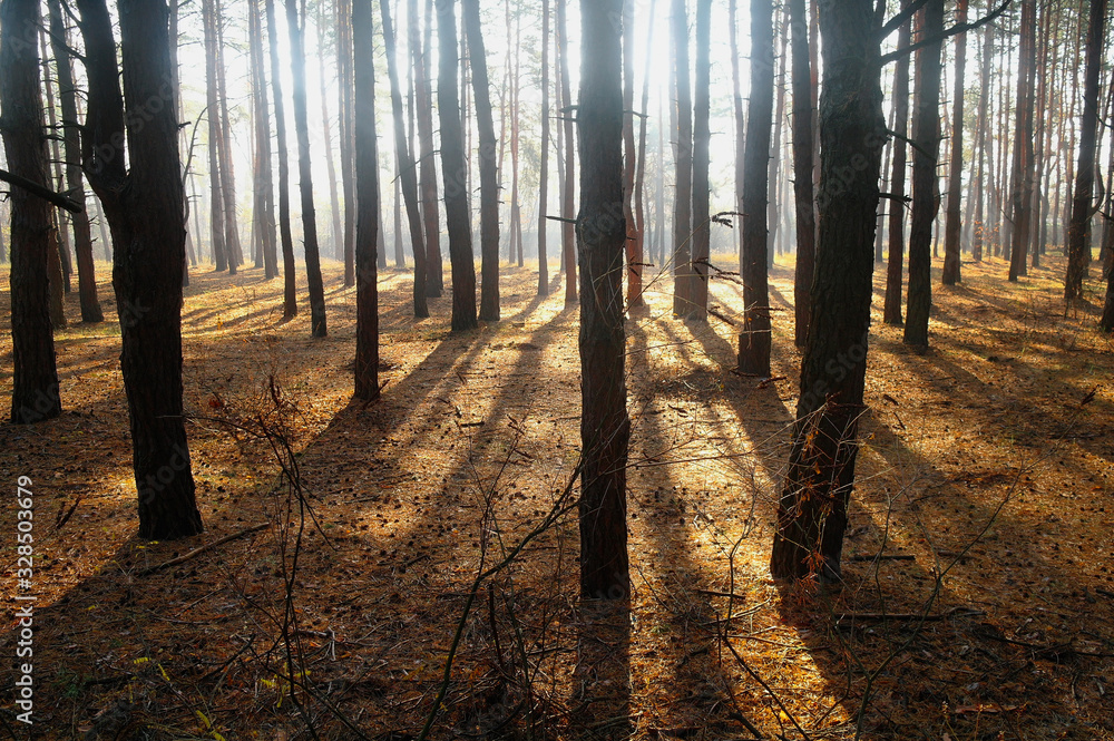 autumn forest with misty morning