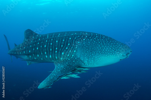 Whale Shark underwater 