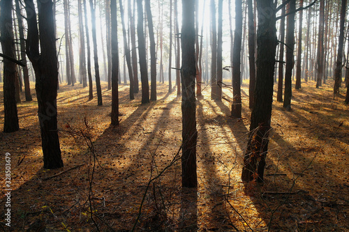 autumn forest with misty morning