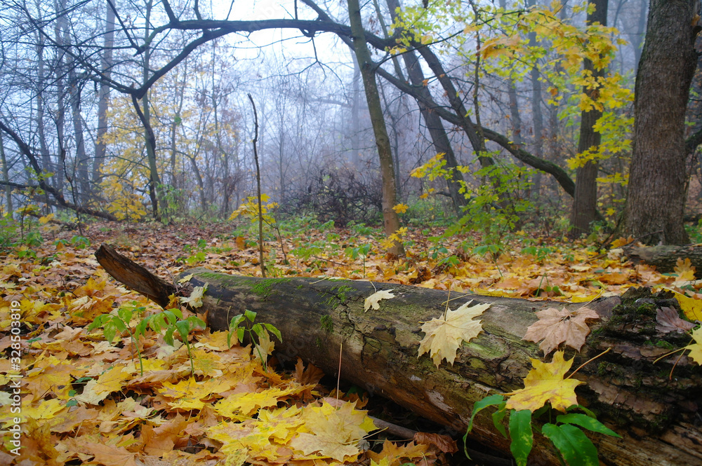 autumn forest with misty morning