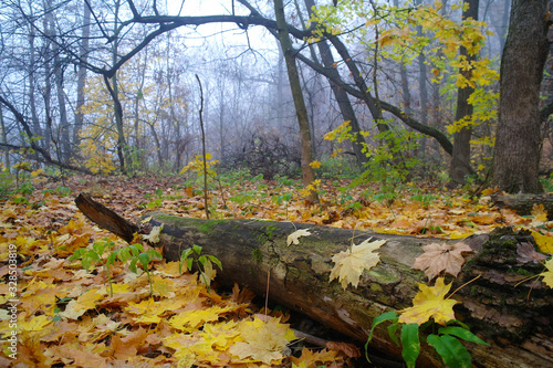Obraz na płótnie autumn forest with misty morning w salonie