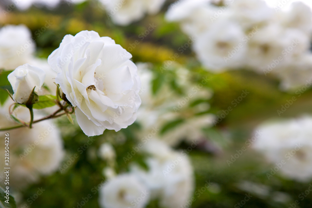 Lovely blooming white rose isolated on green garden background. Lovely blooming white rose isolated on green garden background.